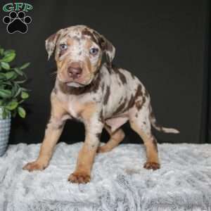Rustler, Doberman Mix Puppy