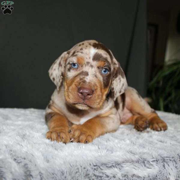 Robert, Doberman Mix Puppy