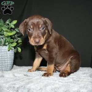 Rebecca, Doberman Mix Puppy