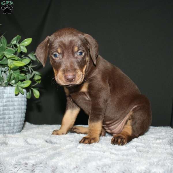 Rebecca, Doberman Mix Puppy