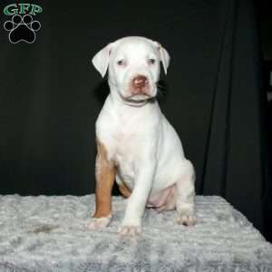 Roxy, Doberman Mix Puppy