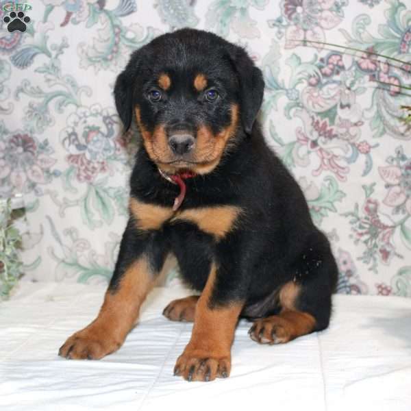 Jane, Rottweiler Puppy