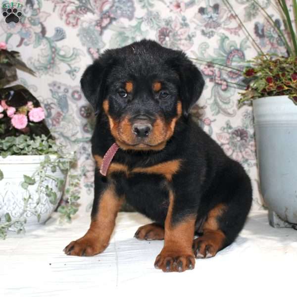 Janet, Rottweiler Puppy