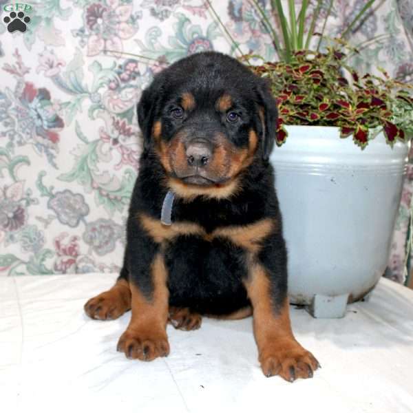 Jack, Rottweiler Puppy