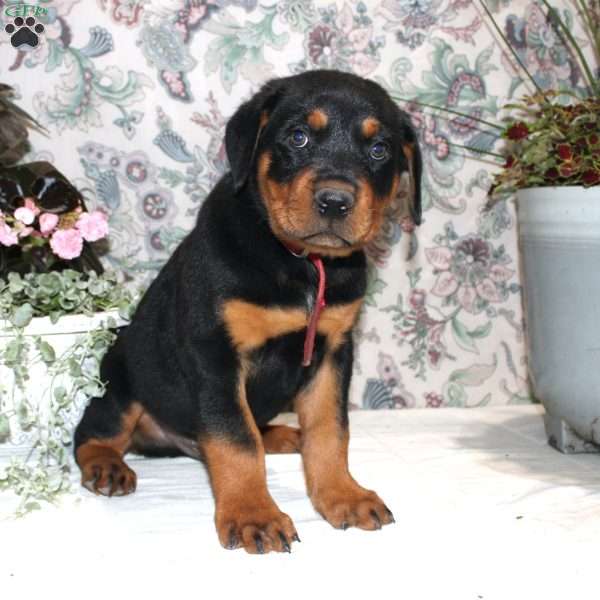 Jay, Rottweiler Puppy
