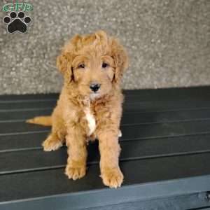 Delta, Mini Goldendoodle Puppy
