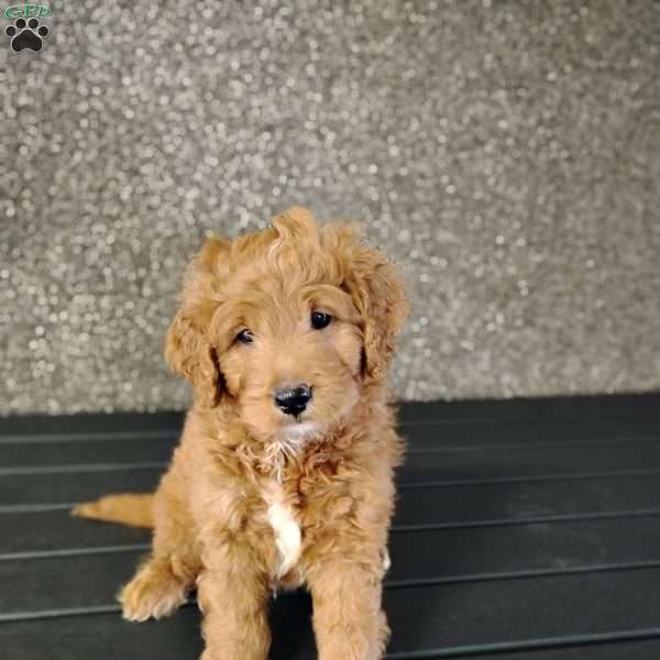 Delta, Mini Goldendoodle Puppy