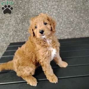 Delta, Mini Goldendoodle Puppy