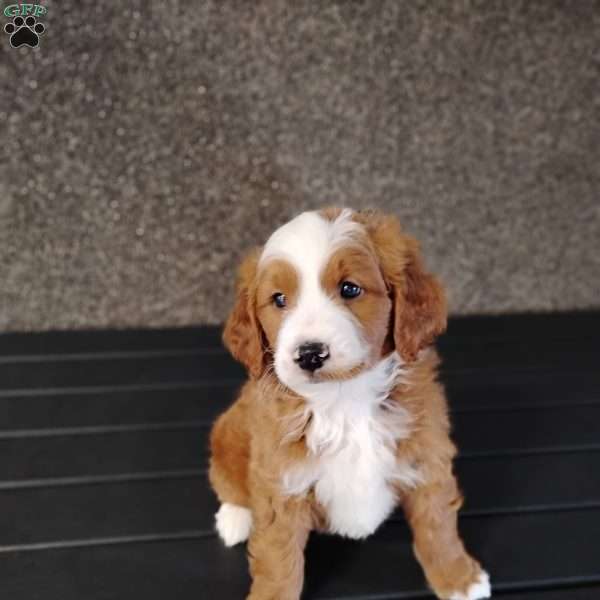Zeke, Mini Goldendoodle Puppy