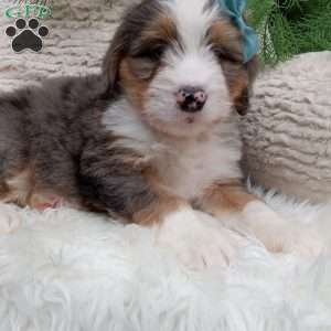 Bryce, Mini Bernedoodle Puppy