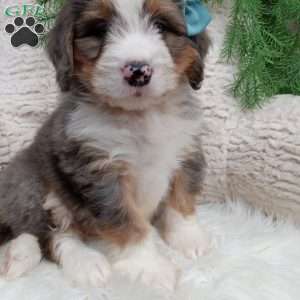 Bryce, Mini Bernedoodle Puppy