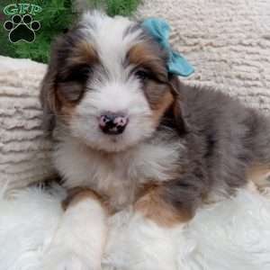 Bryce, Mini Bernedoodle Puppy