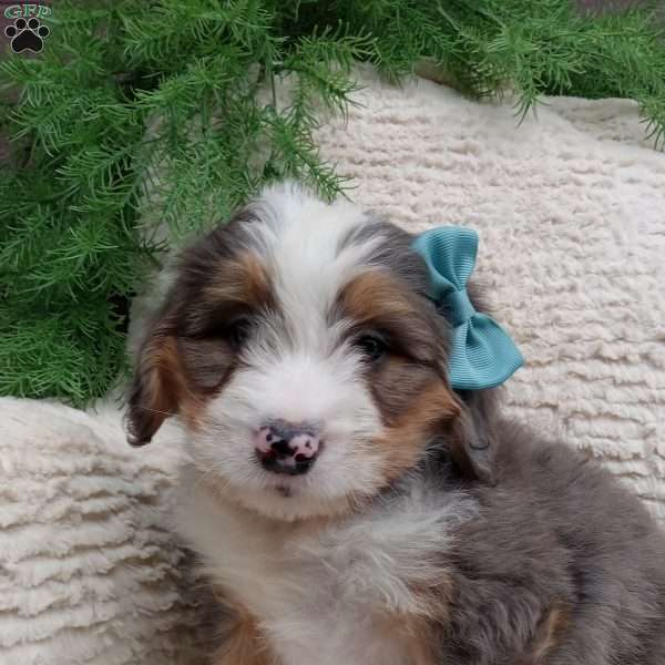 Bryce, Mini Bernedoodle Puppy