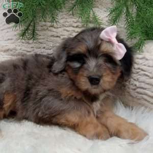 Molly, Mini Bernedoodle Puppy