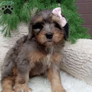Molly, Mini Bernedoodle Puppy