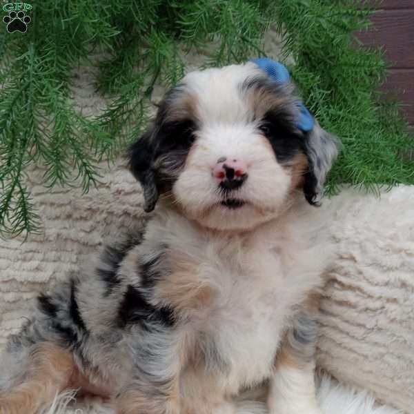 Jax, Mini Bernedoodle Puppy