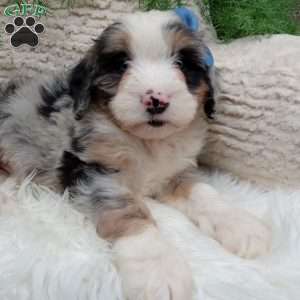 Jax, Mini Bernedoodle Puppy