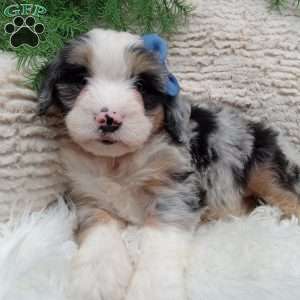 Jax, Mini Bernedoodle Puppy