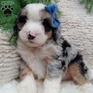 Jax, Mini Bernedoodle Puppy