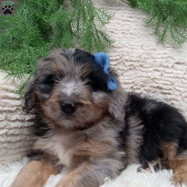 River, Mini Bernedoodle Puppy