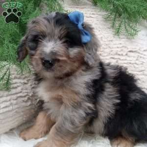 River, Mini Bernedoodle Puppy
