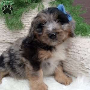 River, Mini Bernedoodle Puppy