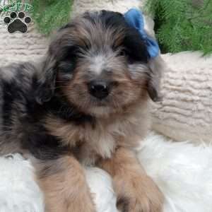 River, Mini Bernedoodle Puppy