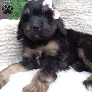 Lexi, Mini Bernedoodle Puppy