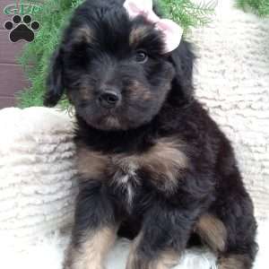 Lexi, Mini Bernedoodle Puppy