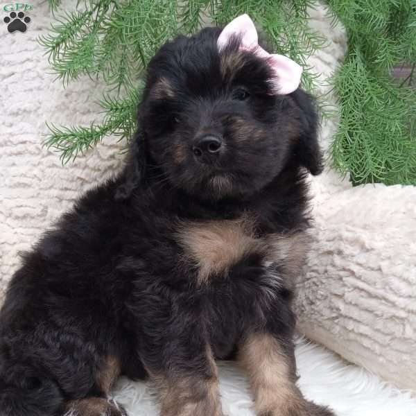 Lexi, Mini Bernedoodle Puppy