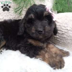Lexi, Mini Bernedoodle Puppy