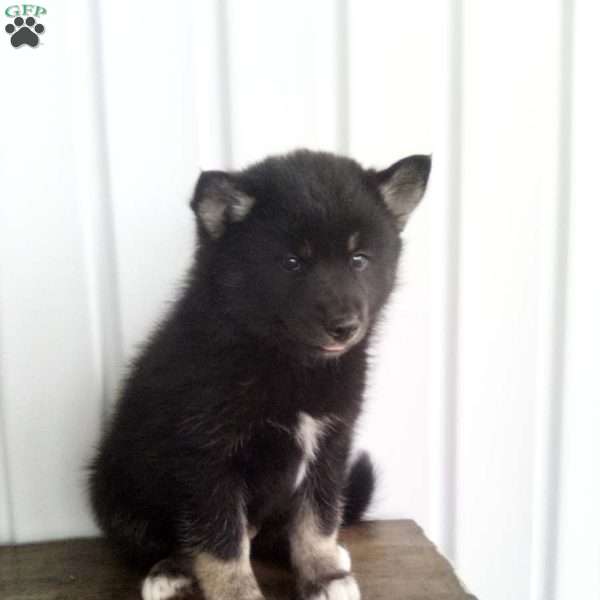 Trixy, Pomsky Puppy