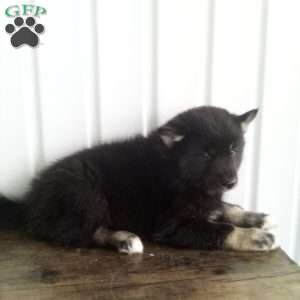 Trixy, Pomsky Puppy