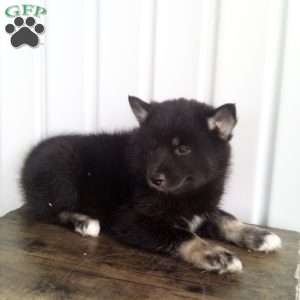 Trixy, Pomsky Puppy