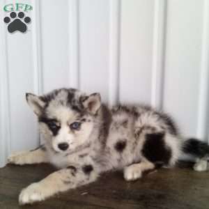 Tracy, Pomsky Puppy