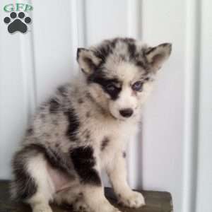 Tracy, Pomsky Puppy