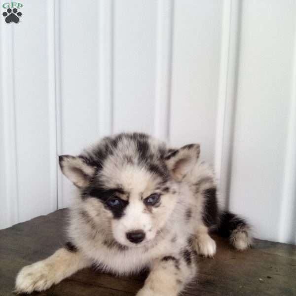 Tracy, Pomsky Puppy