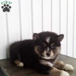 Tina, Pomsky Puppy