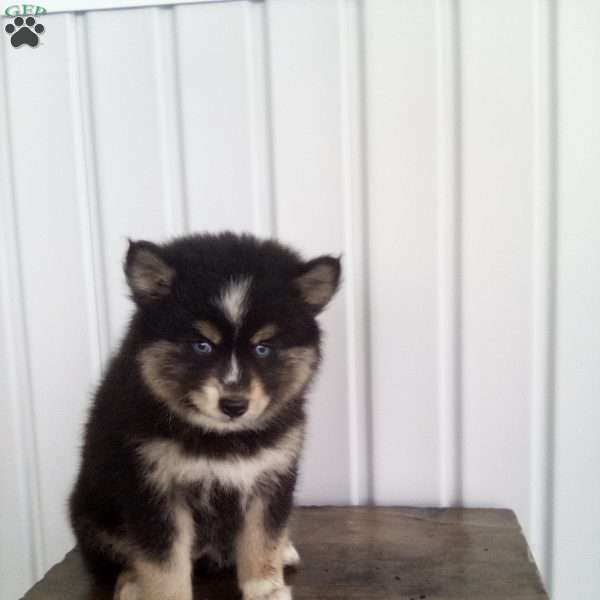Tina, Pomsky Puppy