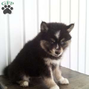 Tina, Pomsky Puppy
