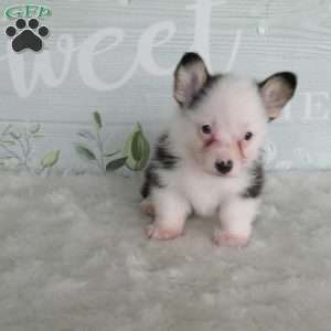 Jack, Pembroke Welsh Corgi Puppy