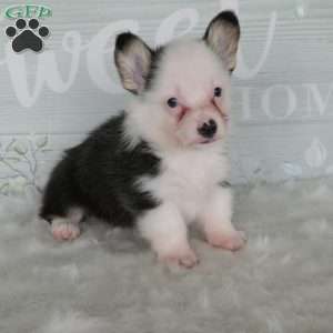 Jack, Pembroke Welsh Corgi Puppy