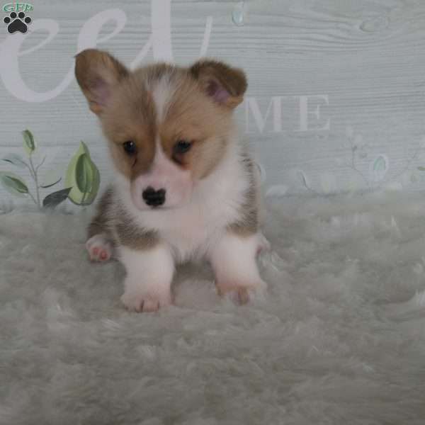 Jill, Pembroke Welsh Corgi Puppy