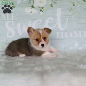 Jill, Pembroke Welsh Corgi Puppy