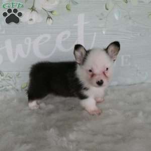 Jack, Pembroke Welsh Corgi Puppy