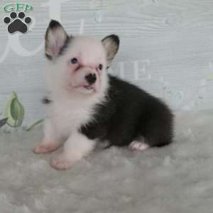 Jack, Pembroke Welsh Corgi Puppy