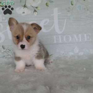 Jill, Pembroke Welsh Corgi Puppy