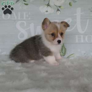 Jill, Pembroke Welsh Corgi Puppy