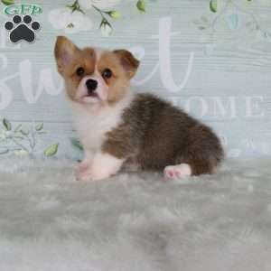Jill, Pembroke Welsh Corgi Puppy