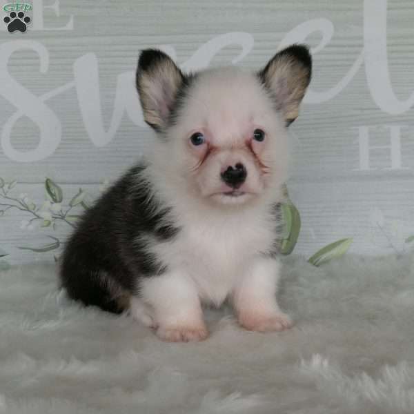 Jack, Pembroke Welsh Corgi Puppy